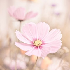 https://www.compassionatefriends.org/wp-content/uploads/2016/03/pink-flower-240x240.jpg