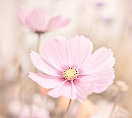 https://www.compassionatefriends.org/wp-content/uploads/2016/03/pink-flower-270x240.jpg