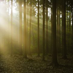 https://www.compassionatefriends.org/wp-content/uploads/2017/04/Sunlight-through-trees-Reduced-240x240.jpg