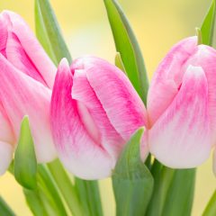 https://www.compassionatefriends.org/wp-content/uploads/2017/04/Tulips-240x240.jpg