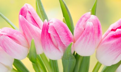 https://www.compassionatefriends.org/wp-content/uploads/2017/04/Tulips-400x240.jpg