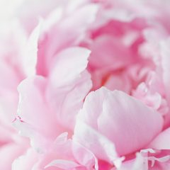 https://www.compassionatefriends.org/wp-content/uploads/2017/05/Pink-Peony-Reduced-240x240.jpg