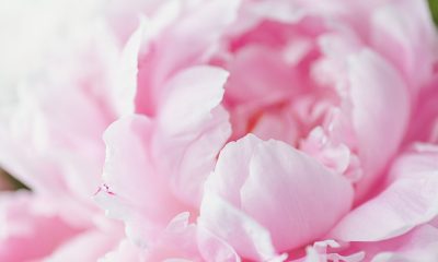 https://www.compassionatefriends.org/wp-content/uploads/2017/05/Pink-Peony-Reduced-400x240.jpg