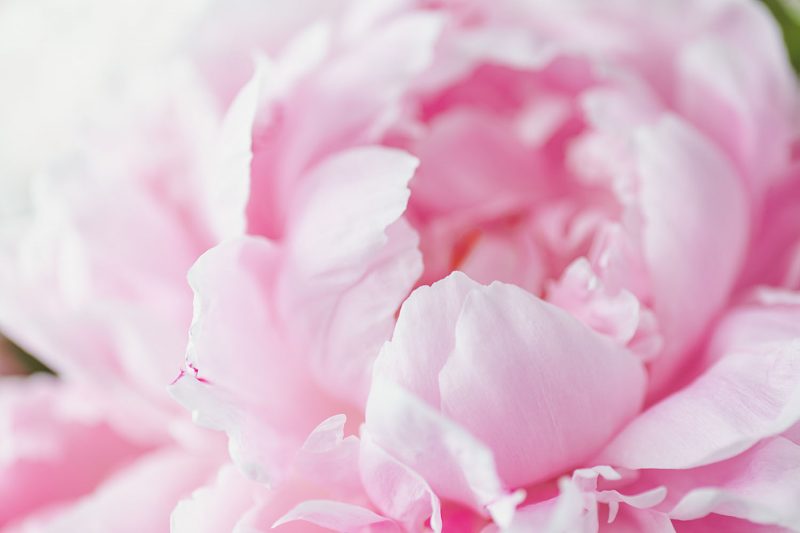 https://www.compassionatefriends.org/wp-content/uploads/2017/05/Pink-Peony-Reduced-800x533.jpg