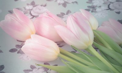 https://www.compassionatefriends.org/wp-content/uploads/2017/05/Tulips-Reduced-400x240.jpg