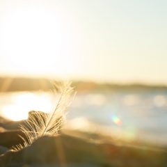 https://www.compassionatefriends.org/wp-content/uploads/2017/06/Feather-on-Beach-240x240.jpg