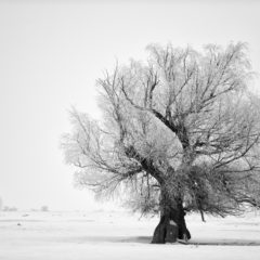 https://www.compassionatefriends.org/wp-content/uploads/2018/01/Lone-Tree-in-Winter-240x240.jpg