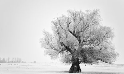 https://www.compassionatefriends.org/wp-content/uploads/2018/01/Lone-Tree-in-Winter-400x240.jpg