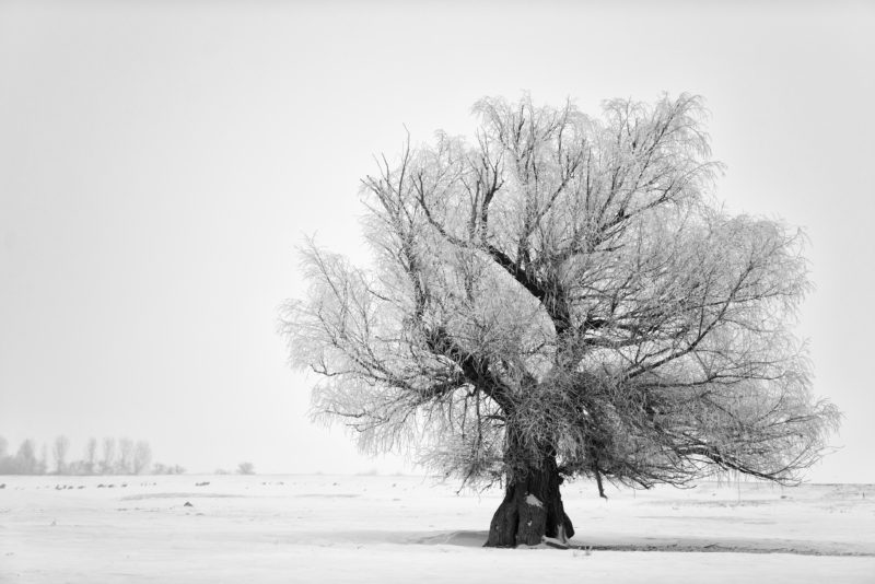 https://www.compassionatefriends.org/wp-content/uploads/2018/01/Lone-Tree-in-Winter-800x534.jpg