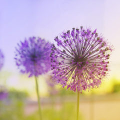 https://www.compassionatefriends.org/wp-content/uploads/2018/02/Purple-flowering-onion-240x240.jpeg