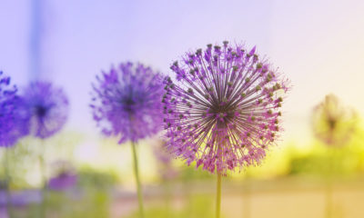 https://www.compassionatefriends.org/wp-content/uploads/2018/02/Purple-flowering-onion-400x240.jpeg