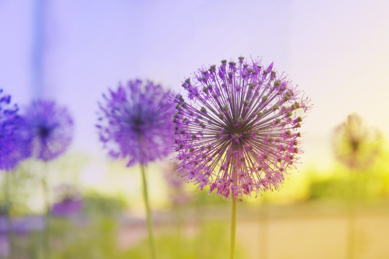 https://www.compassionatefriends.org/wp-content/uploads/2018/02/Purple-flowering-onion-800x533.jpeg