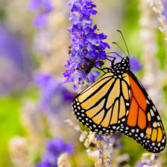 https://www.compassionatefriends.org/wp-content/uploads/2018/05/Monarch-Butterfly-240x240.jpg