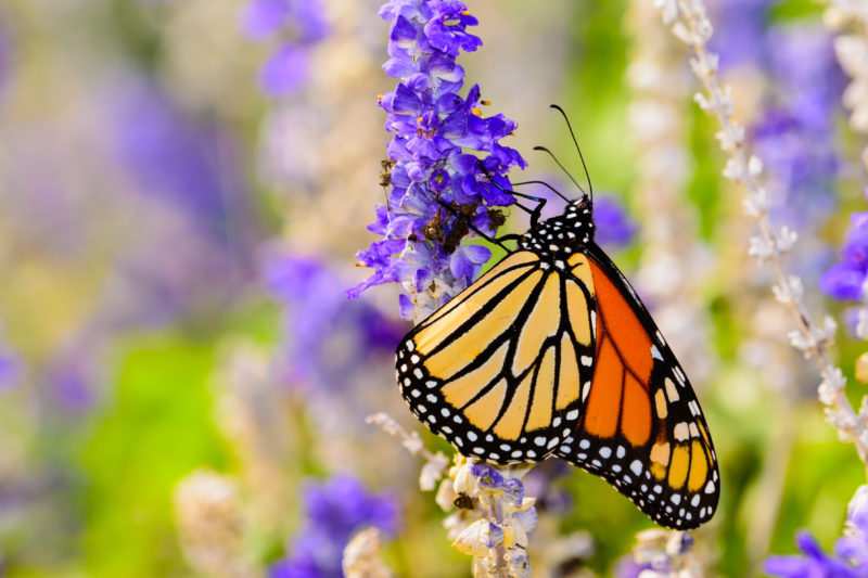 https://www.compassionatefriends.org/wp-content/uploads/2018/05/Monarch-Butterfly-800x533.jpg
