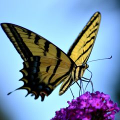 https://www.compassionatefriends.org/wp-content/uploads/2018/08/Butterfly-240x240.jpg