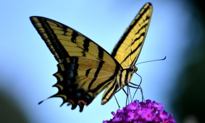 https://www.compassionatefriends.org/wp-content/uploads/2018/08/Butterfly-400x240.jpg