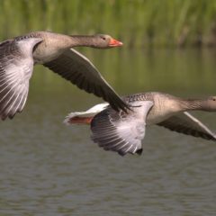https://www.compassionatefriends.org/wp-content/uploads/2018/08/Geese-240x240.jpg
