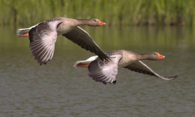 https://www.compassionatefriends.org/wp-content/uploads/2018/08/Geese-400x240.jpg