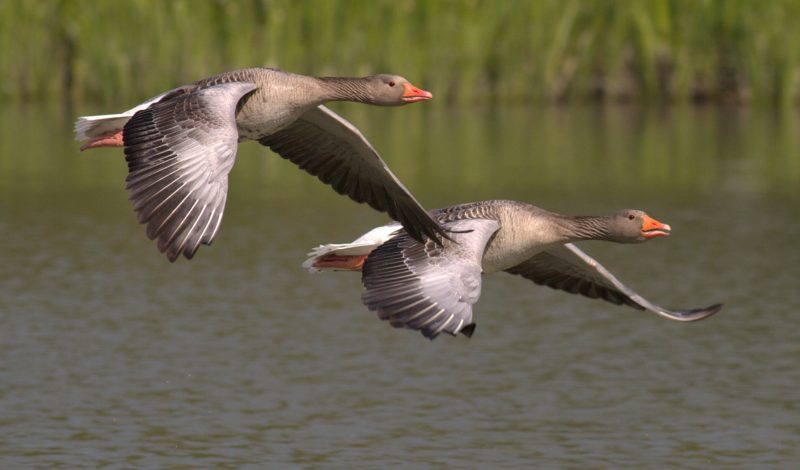 https://www.compassionatefriends.org/wp-content/uploads/2018/08/Geese-800x470.jpg
