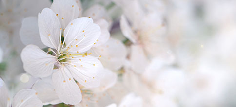 https://www.compassionatefriends.org/wp-content/uploads/2019/05/Cherry-Blossom-flower-Reduced.jpg