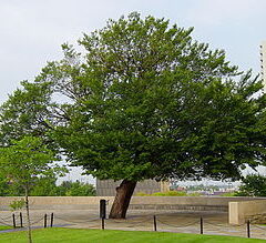 https://www.compassionatefriends.org/wp-content/uploads/2024/04/330px-The_Survivor_Tree_at_the_Oklahoma_City_National_Memorial-240x219.jpg