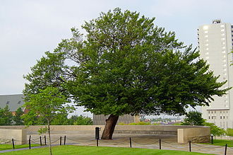 https://www.compassionatefriends.org/wp-content/uploads/2024/04/330px-The_Survivor_Tree_at_the_Oklahoma_City_National_Memorial.jpg